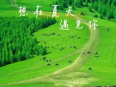 -丰宁坝上草原