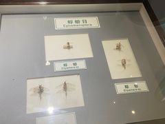 -上海昆虫博物馆