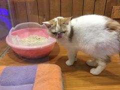 -龟与熊猫宠物公园(南坪店)