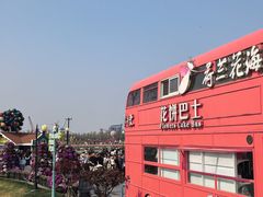 -荷兰花海