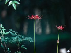 -杭州植物园