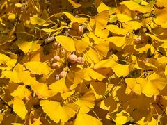 -清真·双和顺·京味菜·涮肉(灯市口店)