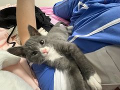 -瑞派福兴宠物医院犬猫全科·骨科·中西医结合(河东店)