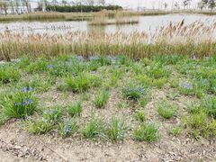-鹦鹉洲湿地公园