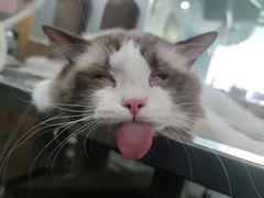 -伟伟宠物医院·CT影像中心·瑞派犬猫综合性门诊(汉口总院)