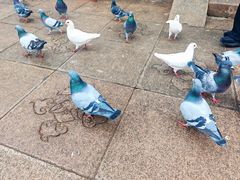 -泰煌鸡·上海白斩鸡·沪菜(平利店)