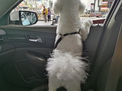 -帕帕拉兹宠物(亚洲旗舰店)