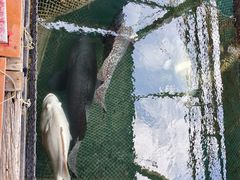 -蓝湾碧波·老字号·疍家非遗海上餐厅