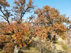 -MOJO密室逃脱(中街旗舰店)