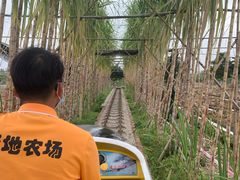-新地休闲农场