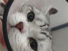 -福懋动物医院·犬猫全科·外科·重症科(杏林分院)