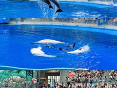 -海合安成都极地海洋公园