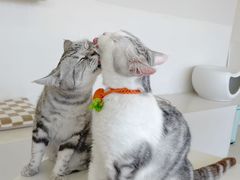 -怪兽屋·羊驼·猫咖·狗咖(俊华广场店)