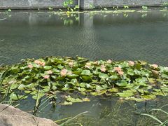 -三垟湿地