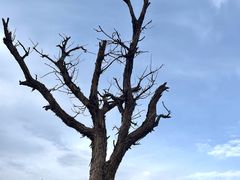 -金塔沙漠胡杨林景区