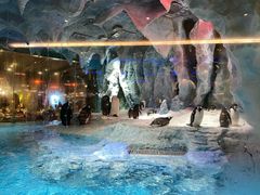 -帝企鹅自助餐厅•儿童岛•真企鹅(长隆企鹅酒店)