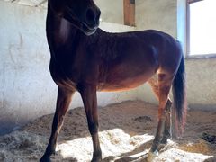 -北京群众马术培训基地