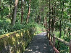 -铁山坪森林公园