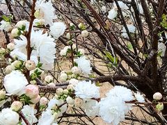 -郑州中国绿化博览园