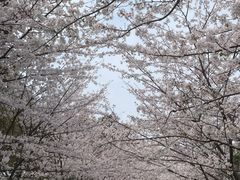 -高东镇樱花园