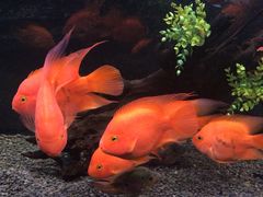 -沙沙哗啦海洋馆(华宇百花谷店)