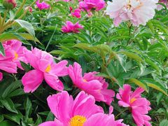 -长春公园(普阳街道)