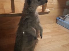 -平行世界·猫咖(首经贸店)