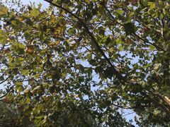 -87号烧烤海鲜·大排档(金沙滩店)