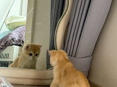 -宠颐生美多格动物医院骨科·影像科新北转诊中心(汉江路店)