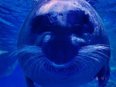-上海海昌海洋公园