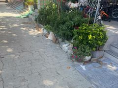 -道路口单车爱瓦士dahon大行