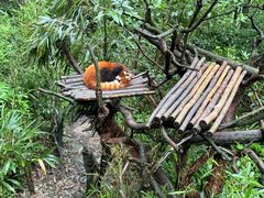 -都江堰中华大熊猫苑