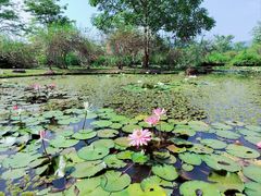 -中国科学院西双版纳热带植物园
