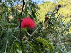 -西双版纳原始森林公园