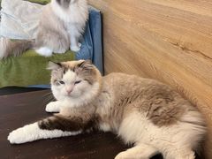 -滚猫咖啡·猫咖·猫友好撸猫(未来城店)