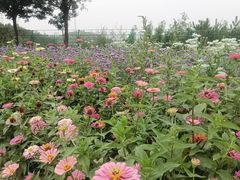-薰衣草NE庄园