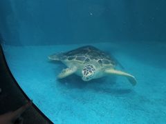 -青岛海底世界-水族馆