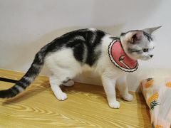 -Heymao猫咖.咖啡厅(东门店)