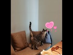 -Cappucimeow猫咪咖啡馆(韦伯时代店)