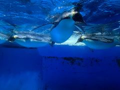 -海合安成都极地海洋公园