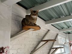 -喵屿·大理花园猫咖