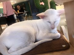 -飞行喵MR PILOT|猫舍·猫咖(静安大融城店)