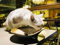 -more than meow吴止猫主题餐厅(承德 中船汇店)