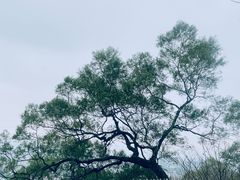 -福道