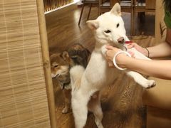 -柴务处·柴犬主题狗咖