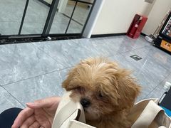 -美联众合爱康动物医院•复杂内科•肿瘤科•牙科•腔镜诊疗中心