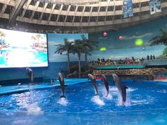-海合安成都极地海洋公园