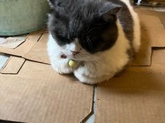 -海边的猫和咖啡馆