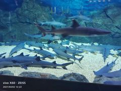 -烟台海昌鲸鲨海洋公园