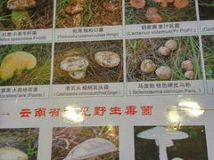 -易门野生菌府·菌海森林(月牙潭公园店)